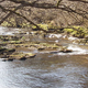 Image for article titled Planting Trees Could Save Britain's Stream Habitats